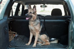 7682656-alsatian-dog-in-back-seat-of-car-pet-transportation