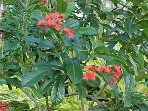 The Jatropha bush.