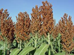 Sorghum - a potential FFF plant.