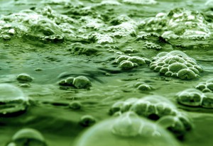 Algae even looks green.