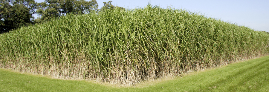 MIscanthus_Formatted