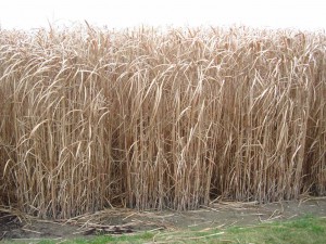 Stems of elephant grass ready for harvest at the end of winter.