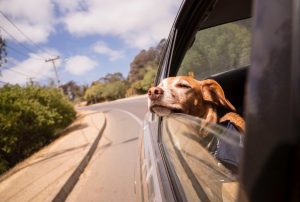 restraining dogs in cars